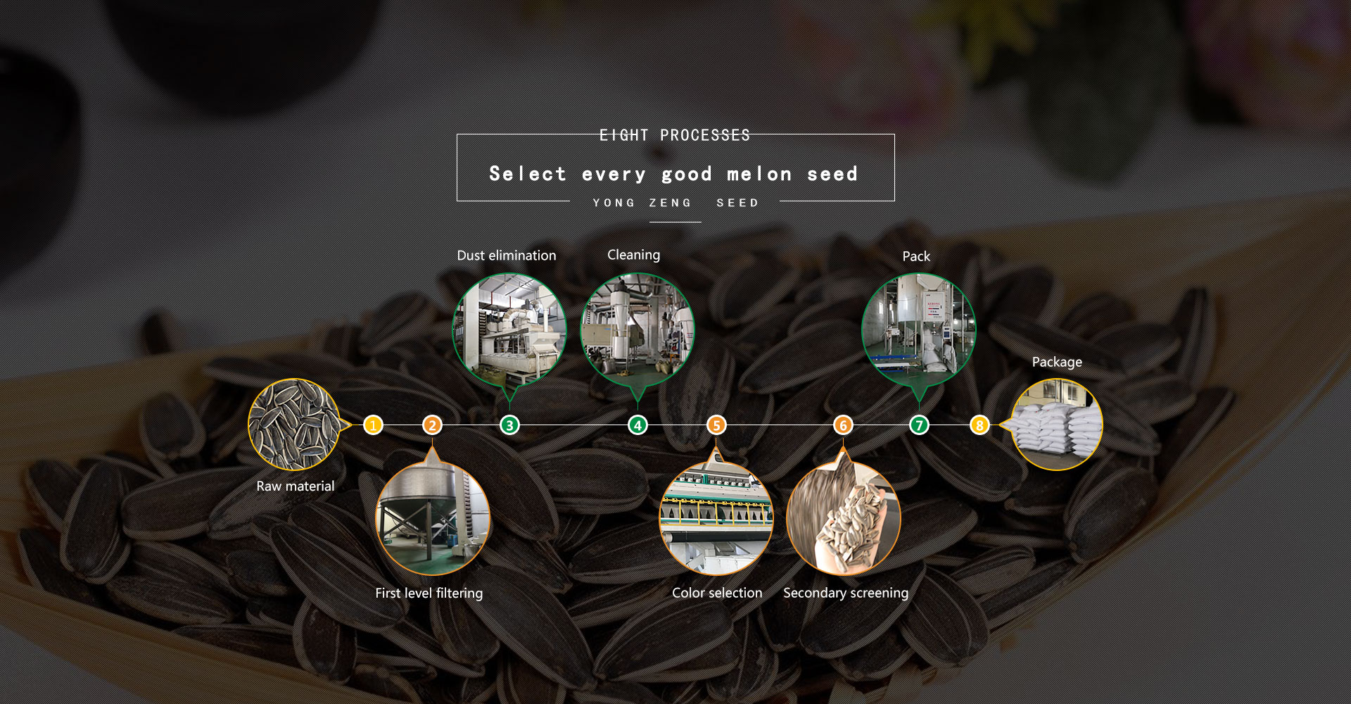 Main sunflower seeds and gourd seeds